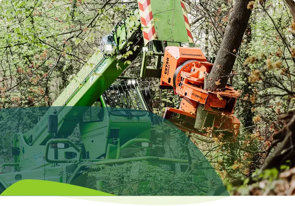 Eine grüne Forstmaschine mit einem orangefarbenen Anbaugerät fällt einen Baum in einem dichten, belaubten Wald. Äste und Blätter umgeben die Maschine, während sie den Baumstamm packt und durchsägt.