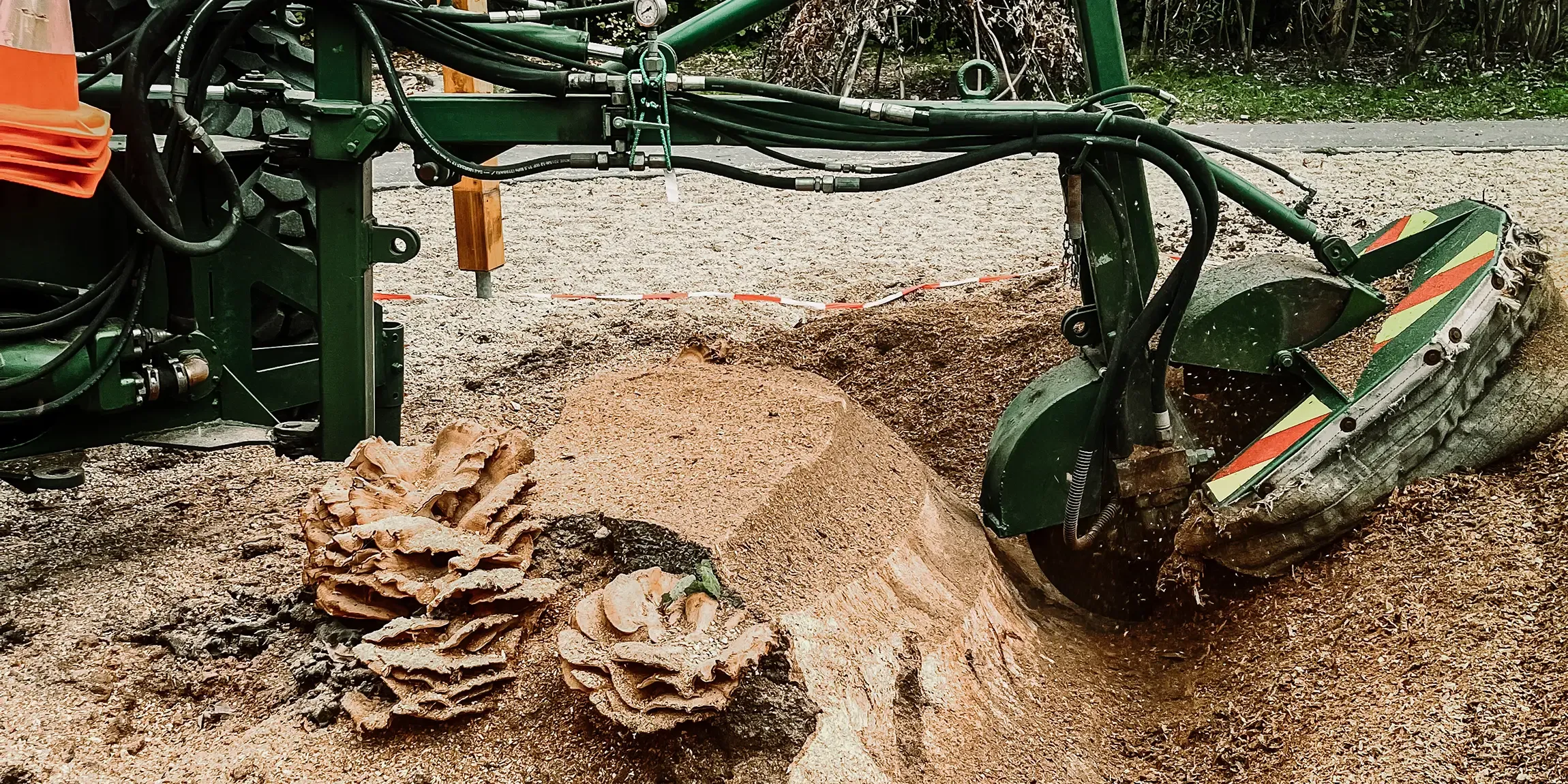 Eine Baumstumpffräse entfernt einen Baumstumpf, wobei Holzspäne und Sägemehl entstehen. Im Vordergrund sind Teile des Stumpfes und freiliegende Wurzeln zu sehen.